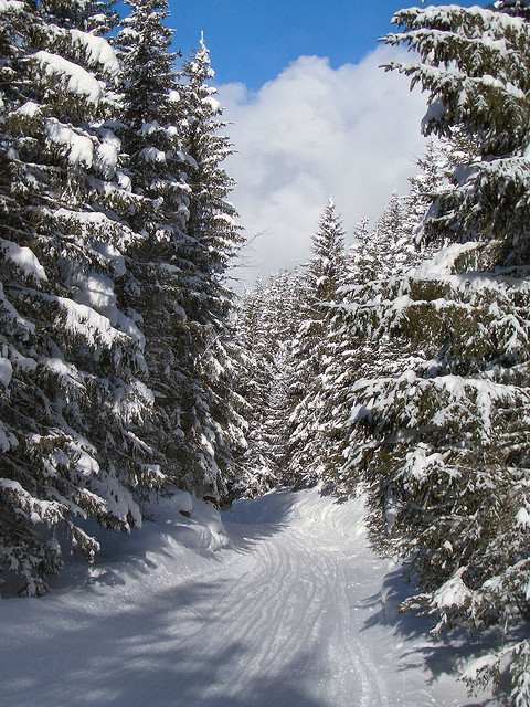 Snowboard grindelwald